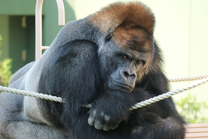 東山動植物園 アニマルとの触れ合い旅編