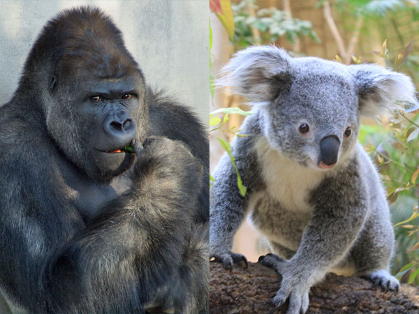 【秋のファミリープラン】東山動植物園 観覧券付プラン<br>~地下鉄全線24時間券&駐車場無料の特典付~