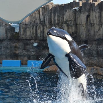 シャチの迫力あるジャンプ