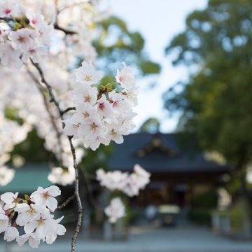 ～若宮の杜 迎賓館～<br>SAKURAプラン 昼席「お花見弁当」