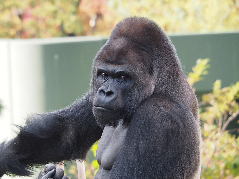 ～なごやTRIP～ 東山動植物園 観覧券付プラン