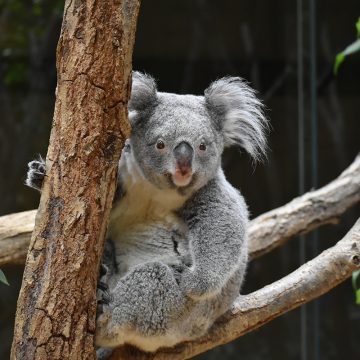 コアラ舎では人気のコアラの愛らしい姿をご覧いただけます
