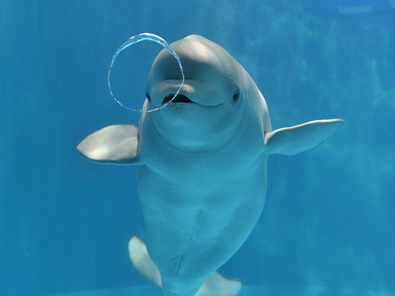 ～なごやTRIP～名古屋港水族館 入館券付き宿泊プラン