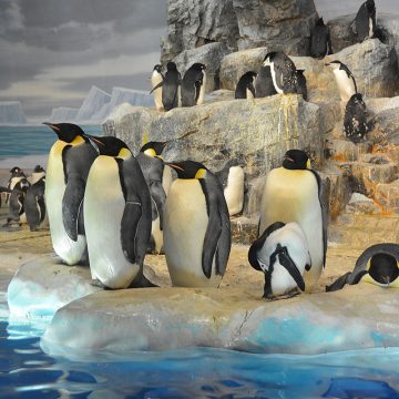 エンペラーペンギンなど極地ペンギンに出会えます