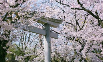 ～若宮の杜 迎賓館～<br>お花見さくらフェア