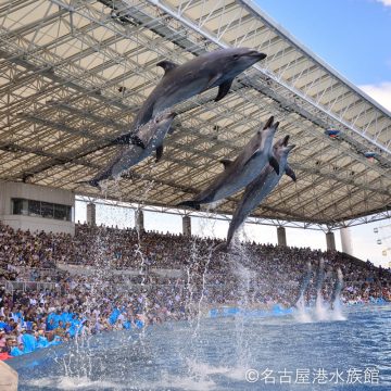 スピード感たっぷりに繰り出されるイルカたちの圧巻のパフォーマンス