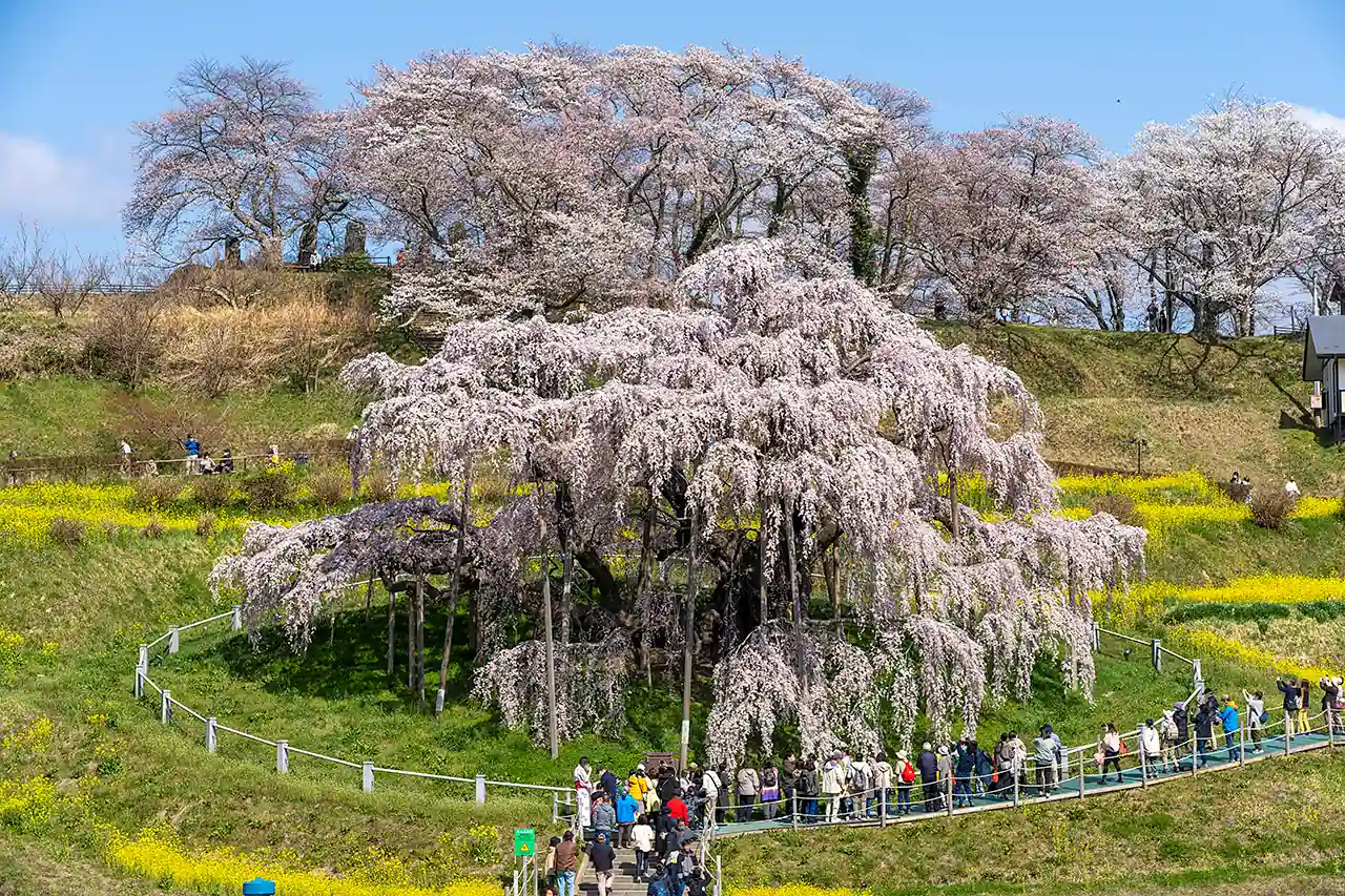 三春滝桜