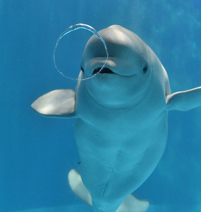 名古屋港水族館 入館券付き宿泊プランのサムネイル